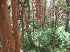 Luma apiculata Arrayan Luma apiculata Arrayan