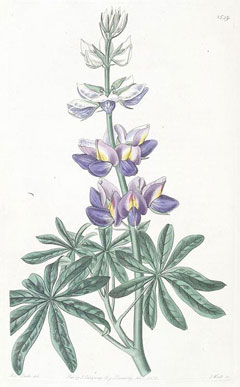 Lupinus mutabilis Pearl Lupin
