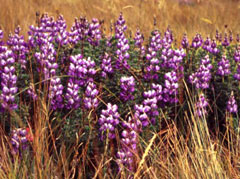 Lupinus mutabilis Pearl Lupin