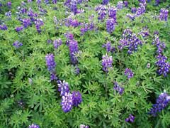 Lupinus nootkatensis Blue Lupine, Nootka lupine Lupinus nootkatensis Blue Lupine, Nootka lupine