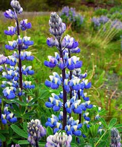 Lupinus nootkatensis Blue Lupine, Nootka lupine Lupinus nootkatensis Blue Lupine, Nootka lupine