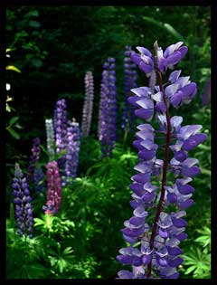 Lupinus perennis Sundial Lupine Lupinus perennis Sundial Lupine