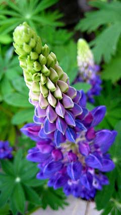 Lupinus perennis Sundial Lupine Lupinus perennis Sundial Lupine