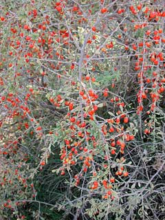 lycium fremontii