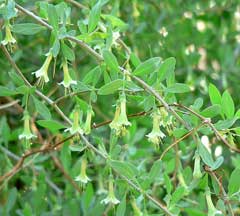 Lycium pallidum Pale Wolfberry, Pale desert-thorn, Rabbit thorn Lycium pallidum Pale Wolfberry, Pale desert-thorn, Rabbit thorn