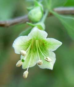 Lycium pallidum Pale Wolfberry, Pale desert-thorn, Rabbit thorn Lycium pallidum Pale Wolfberry, Pale desert-thorn, Rabbit thorn