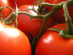 Lycopersicon Tomato