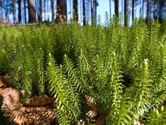 Lycopodium annotinum Stiff Club Moss Lycopodium annotinum Stiff Club Moss
