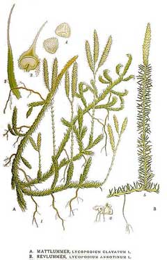 Lycopodium annotinum Stiff Club Moss Lycopodium annotinum Stiff Club Moss