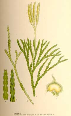 Lycopodium complanatum Ground Pine, Groundcedar Lycopodium complanatum Ground Pine, Groundcedar