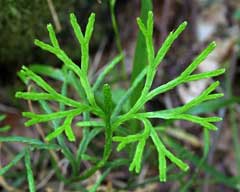 Lycopodium complanatum Ground Pine, Groundcedar Lycopodium complanatum Ground Pine, Groundcedar