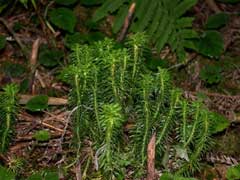 Lycopodium serratum Club Moss Lycopodium serratum Club Moss