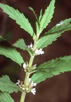 Lycopus asper Rough Bugleweed Lycopus asper Rough Bugleweed