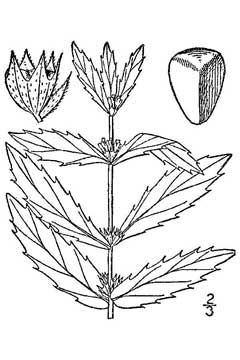 Lycopus asper Rough Bugleweed Lycopus asper Rough Bugleweed