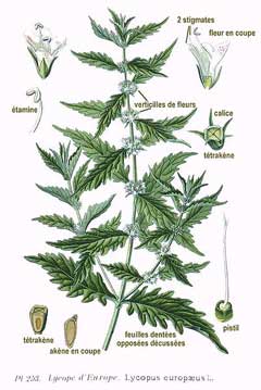 Lycopus europaeus Gypsywort Lycopus europaeus Gypsywort