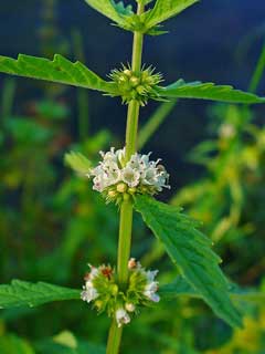 Lycopus europaeus Gypsywort Lycopus europaeus Gypsywort