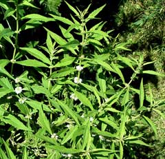 Lycopus uniflorus Bugleweed, Northern bugleweed Lycopus uniflorus Bugleweed, Northern bugleweed