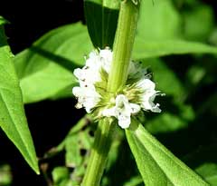 Lycopus uniflorus Bugleweed, Northern bugleweed Lycopus uniflorus Bugleweed, Northern bugleweed