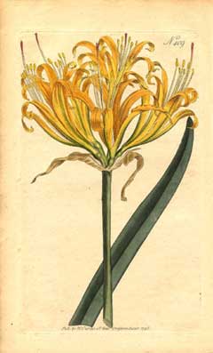 Lycoris aurea Golden Spider Lily Lycoris aurea Golden Spider Lily
