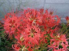 Lycoris radiata Spider Lily, Red spider lily, Nerine Lily, Short tube Lycoris Lycoris radiata Spider Lily, Red spider lily, Nerine Lily, Short tube Lycoris