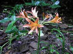 Lycoris sanguinea Spider Lily Lycoris sanguinea Spider Lily
