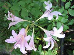 Lycoris sanguinea Spider Lily Lycoris sanguinea Spider Lily