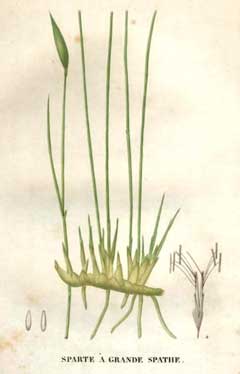 Lygeum spartum Albardine, Lygeum Lygeum spartum Albardine, Lygeum