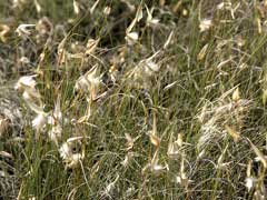 Lygeum spartum Albardine, Lygeum Lygeum spartum Albardine, Lygeum