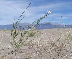 Lygodesmia juncea Skeleton Weed, Rush skeletonplant Lygodesmia juncea Skeleton Weed, Rush skeletonplant