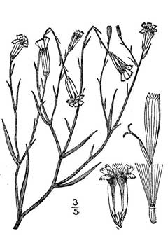 Lygodesmia juncea Skeleton Weed, Rush skeletonplant Lygodesmia juncea Skeleton Weed, Rush skeletonplant
