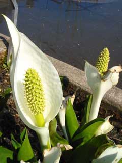 Lysichiton camtschatcense Lysichiton camtschatcense