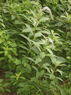 Lysimachia clethroides Gooseneck Loosestrife, Gooseneck yellow loosestrife, Japanese Loosestrife, Shepherd Lysimachia clethroides Gooseneck Loosestrife, Gooseneck yellow loosestrife, Japanese Loosestrife, Shepherd