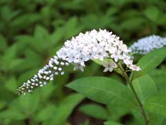 Lysimachia clethroides Gooseneck Loosestrife, Gooseneck yellow loosestrife, Japanese Loosestrife, Shepherd Lysimachia clethroides Gooseneck Loosestrife, Gooseneck yellow loosestrife, Japanese Loosestrife, Shepherd