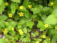 Lysimachia nemorum Yellow Pimpernel Lysimachia nemorum Yellow Pimpernel