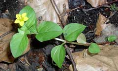 Lysimachia nemorum Yellow Pimpernel Lysimachia nemorum Yellow Pimpernel