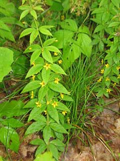 Lysimachia quadrifolia Whorled Yellow Loosestrife Lysimachia quadrifolia Whorled Yellow Loosestrife