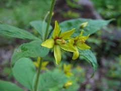 Lysimachia quadrifolia Whorled Yellow Loosestrife Lysimachia quadrifolia Whorled Yellow Loosestrife