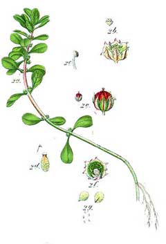 Lythrum portula Water Purslane, Spatulaleaf loosestrife Lythrum portula Water Purslane, Spatulaleaf loosestrife