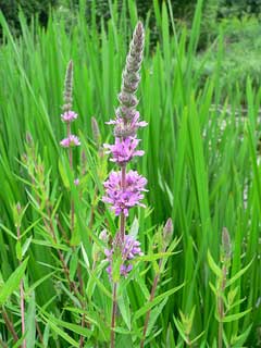 Lythrum salicaria Purple Loosestrife Lythrum salicaria Purple Loosestrife