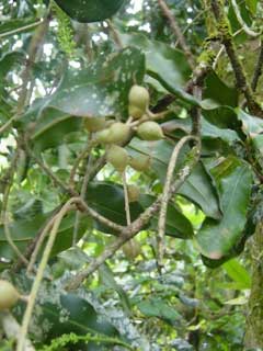 Macadamia_integrifolia Macadamia, Macadamia nut