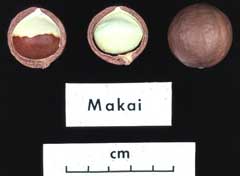 Macadamia integrifolia Macadamia, Macadamia nut Macadamia integrifolia Macadamia, Macadamia nut