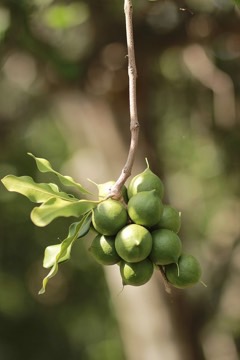 Macadamia Celebes nut