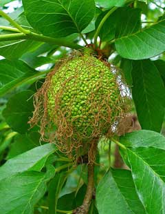 Maclura pomifera Osage Orange, Bois D Maclura pomifera Osage Orange, Bois D