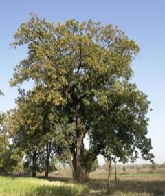 Madhuca_longifolia Butter Tree. Mahua, Illipe