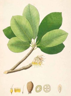 Madhuca_longifolia Butter Tree. Mahua, Illipe
