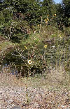 Madia elegans Common Madia, Showy tarweed, Spring madia, Wheeler Madia elegans Common Madia, Showy tarweed, Spring madia, Wheeler