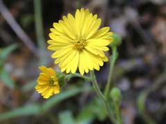 Madia elegans Common Madia, Showy tarweed, Spring madia, Wheeler Madia elegans Common Madia, Showy tarweed, Spring madia, Wheeler