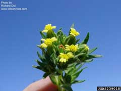 Madia glomerata Mountain Tarweed Madia glomerata Mountain Tarweed