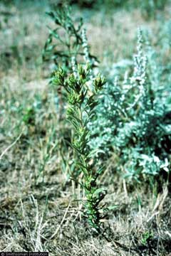 Madia glomerata Mountain Tarweed Madia glomerata Mountain Tarweed