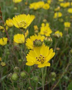 Madia sativa Chile Tarweed, Coast tarweed Madia sativa Chile Tarweed, Coast tarweed